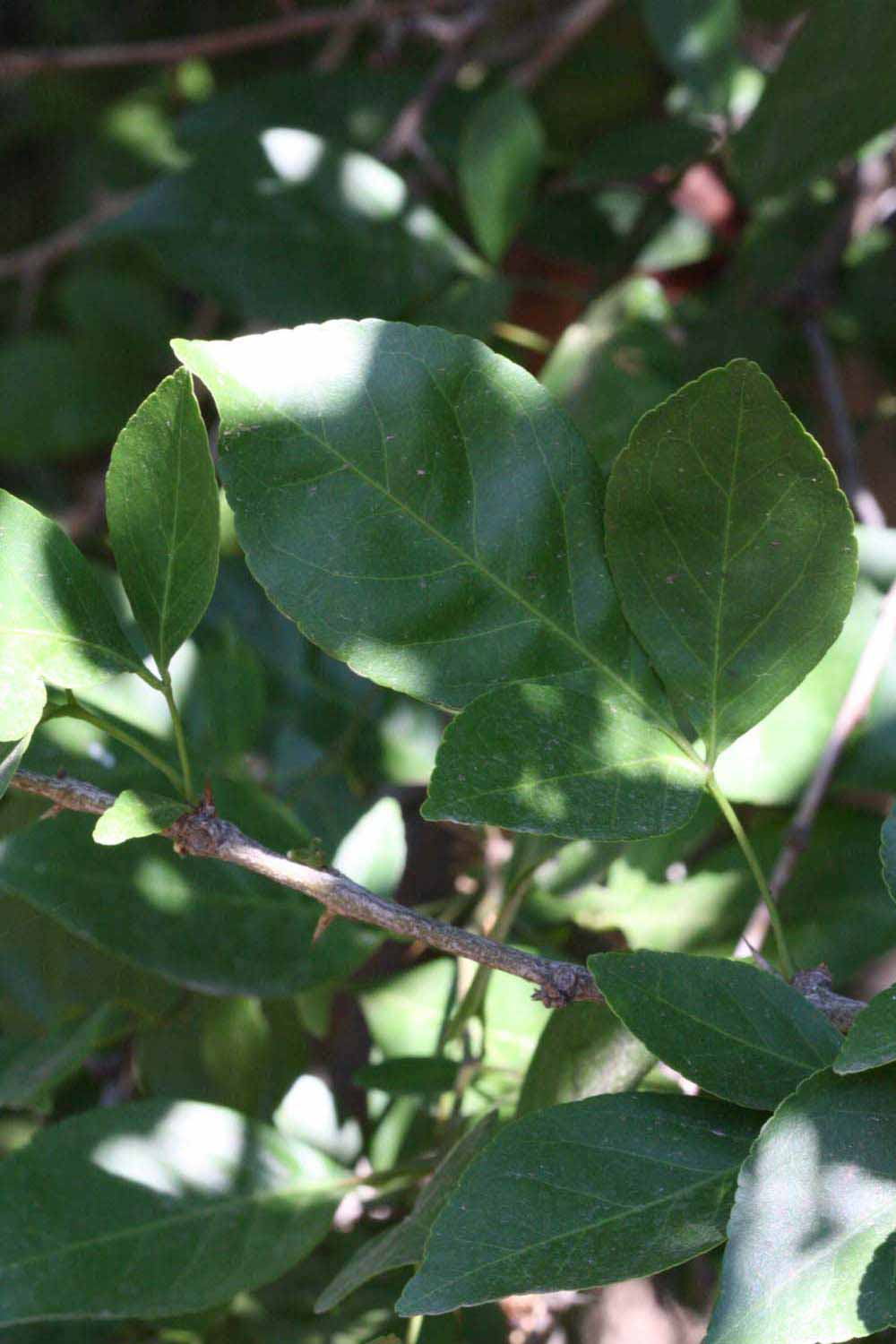              Shade leaves (Riverside, CA)       